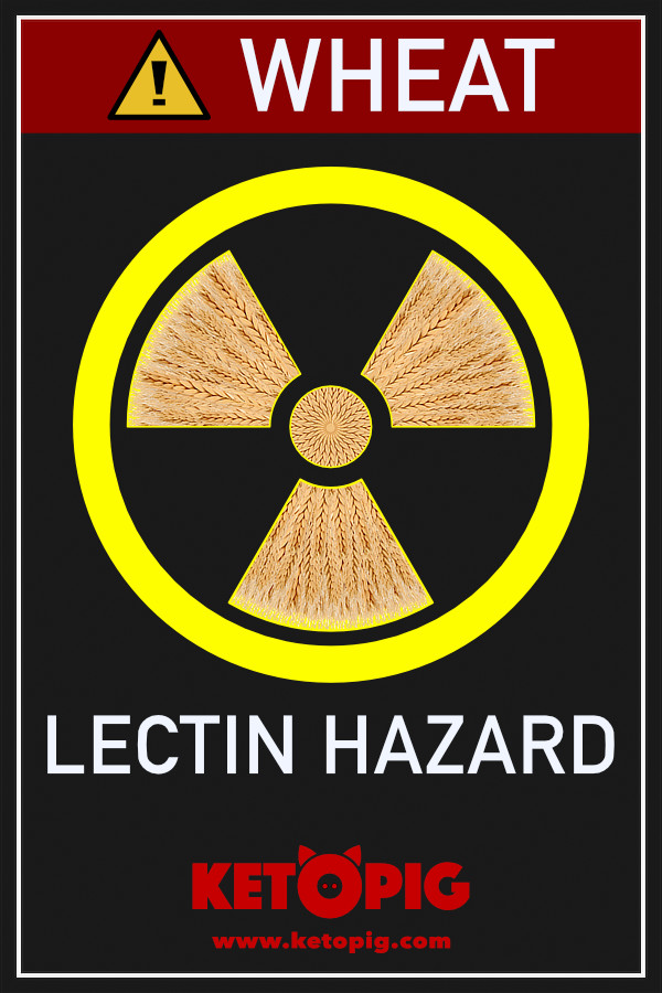 Wheat lectin hazard